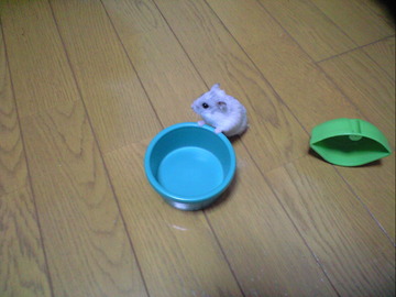CA390333.JPG