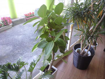 CA391101.JPG