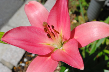 DSC_0202.JPG